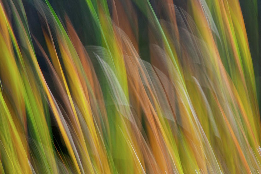 Marsh Grass Photograph by Melissa Southern