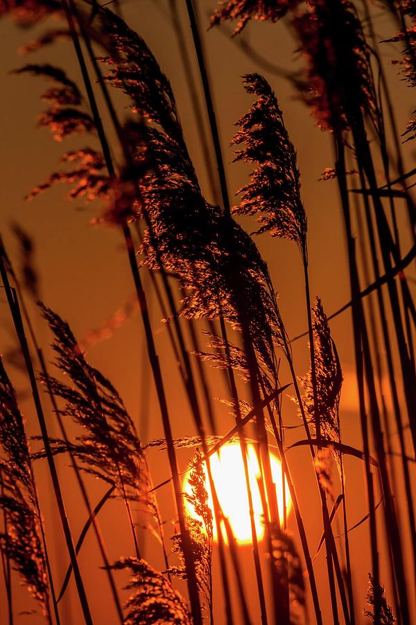 Marsh Grass Sunset Photograph by Liza Eckardt