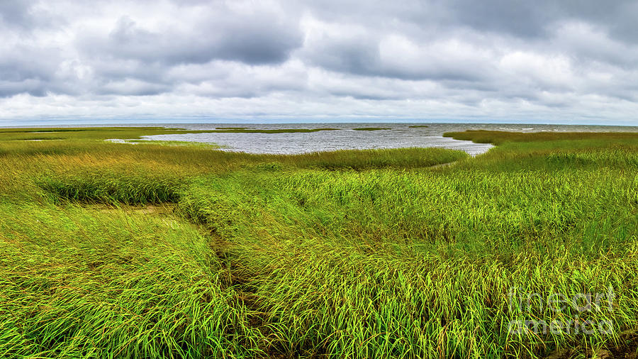 Marsh Grasses At Paines Creek Photograph