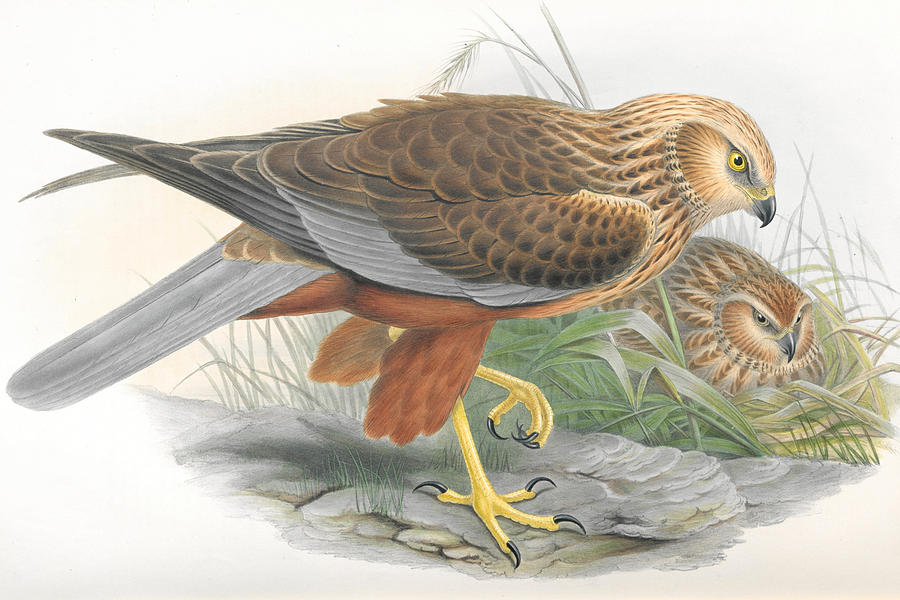 Marsh Harrier. John Gould Drawing by World Art Collective