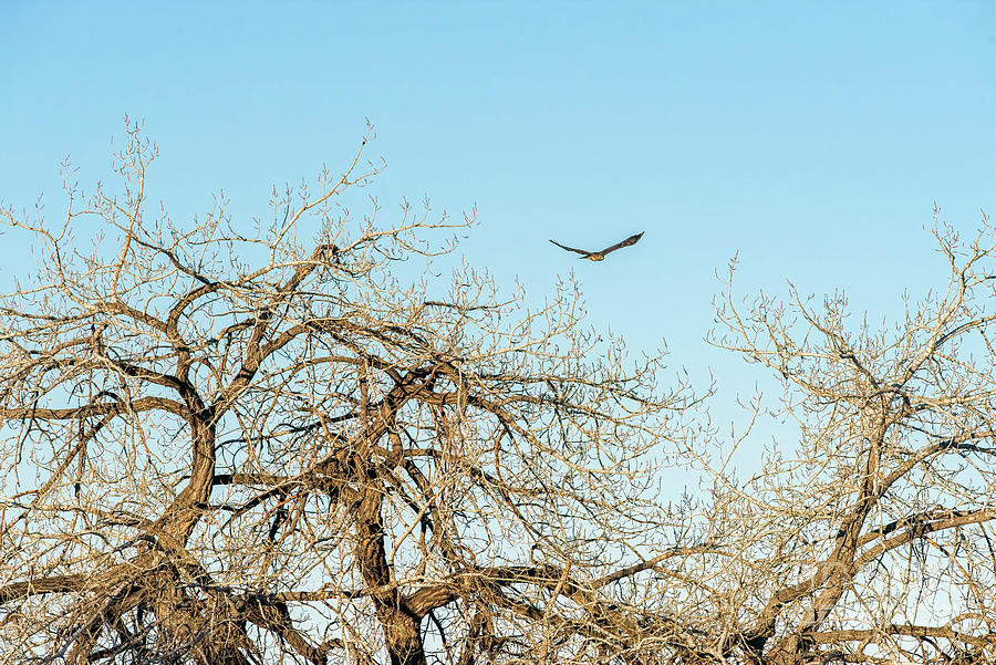 Marsh Hawk Flying Photograph by Jon Burch Photography