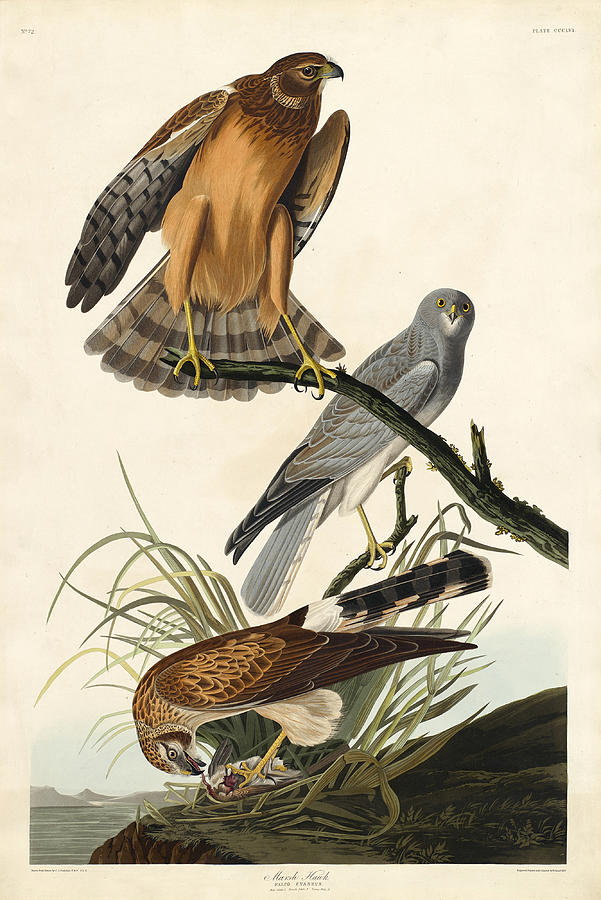 Marsh Hawk Drawing by Robert Havell