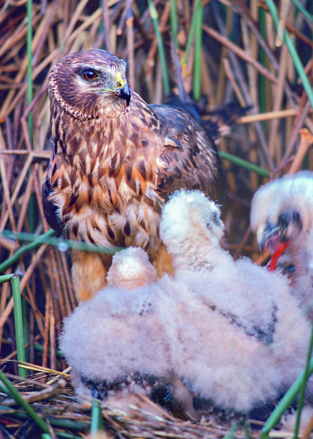 Hawk Photograph - Marsh Hawks by Tim Fitzharris
