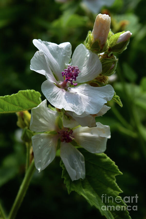 Marsh mallow - Althaea officinalis Photograph by Yvonne Johnstone