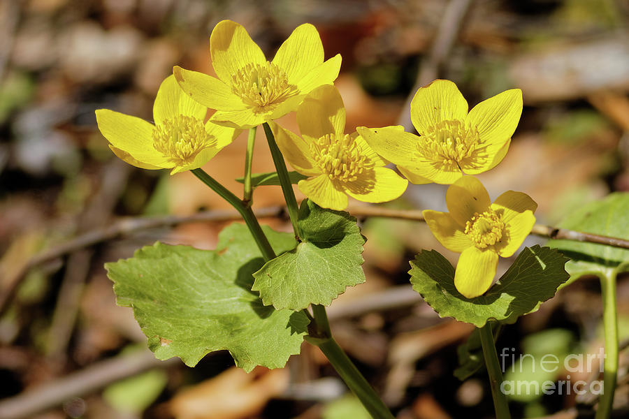 Marsh Marigold Photograph by Natural Focal Point Photography