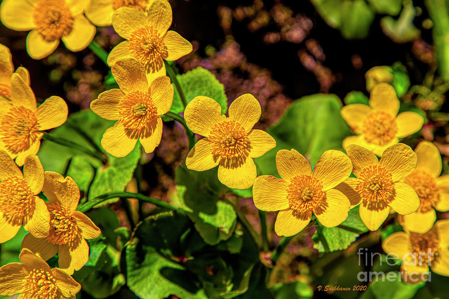 Marsh-marigold Photograph