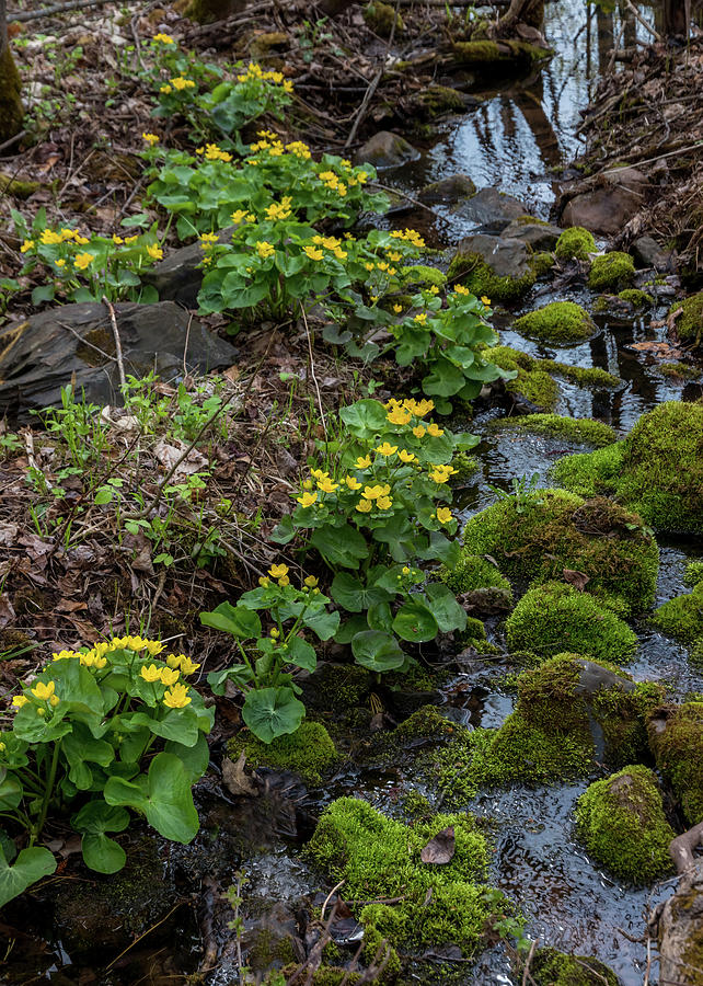 Marsh Marigolds and Moss Photograph by Mary Amerman