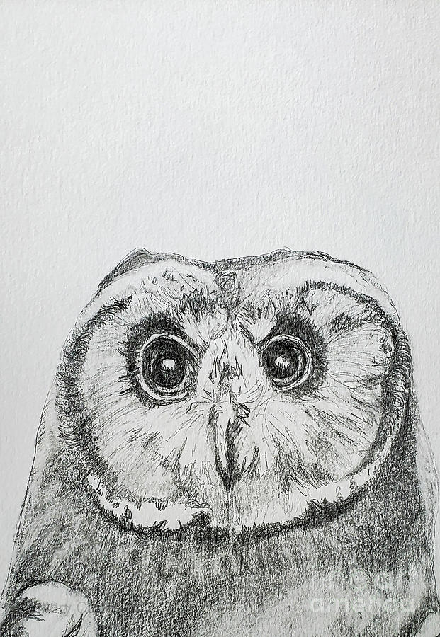 Marsh Owl Drawing by Mary Capriole