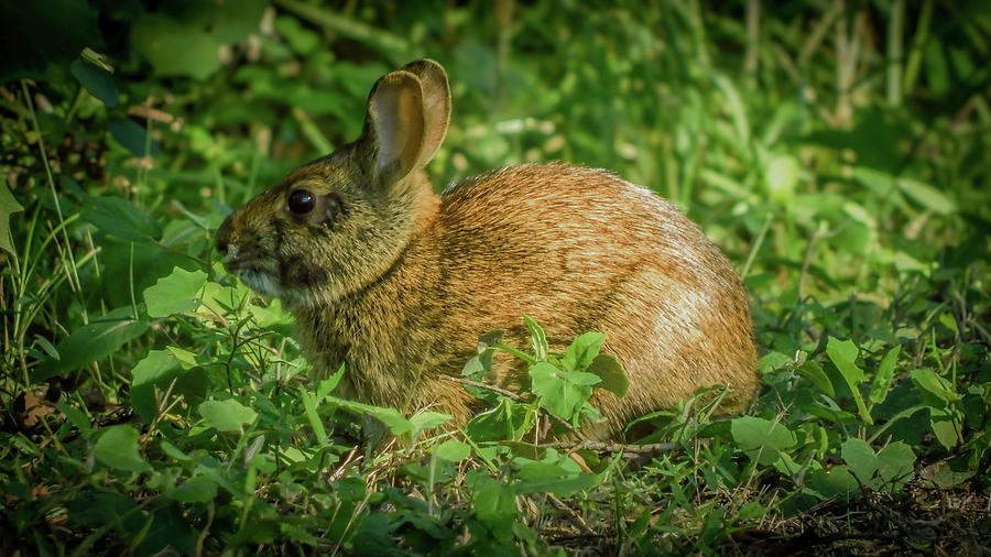 Marsh Rabbit 01 Photograph