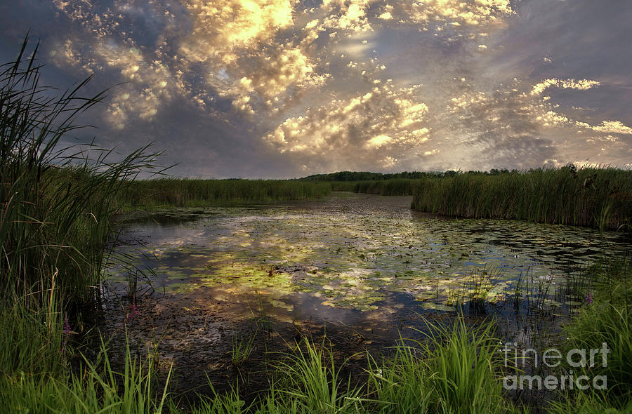 Marsh Reflections Photograph by Ed McDermott