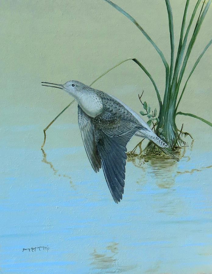 Marsh Sandpiper Painting by Barry Kent MacKay