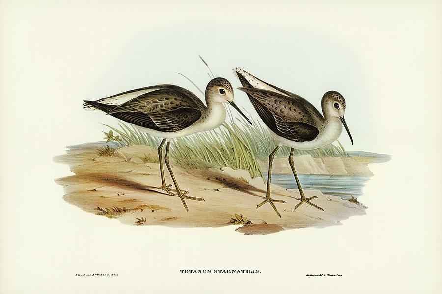 John Gould Drawing - Marsh Sandpiper, Totanus stagnatilis by John Gould