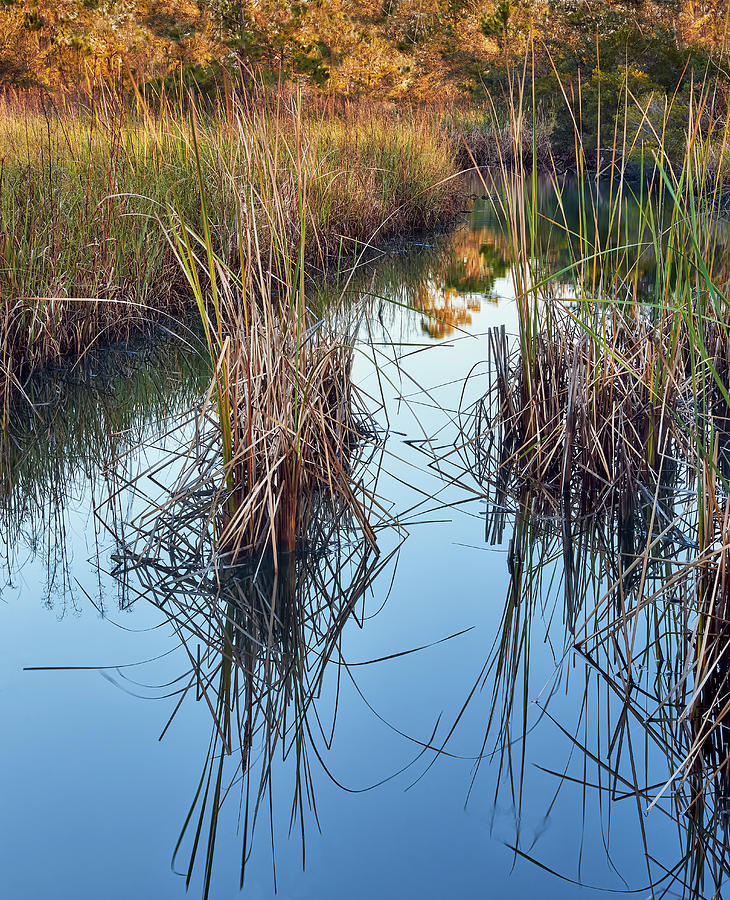 Marsh Scene Photograph by Bill Chambers