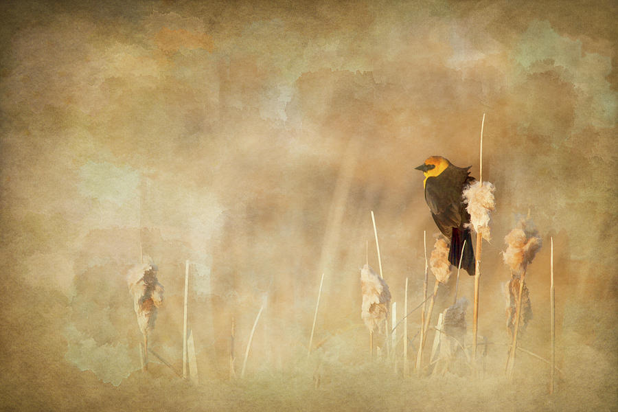 Marsh Singer Photograph by Roberta Murray