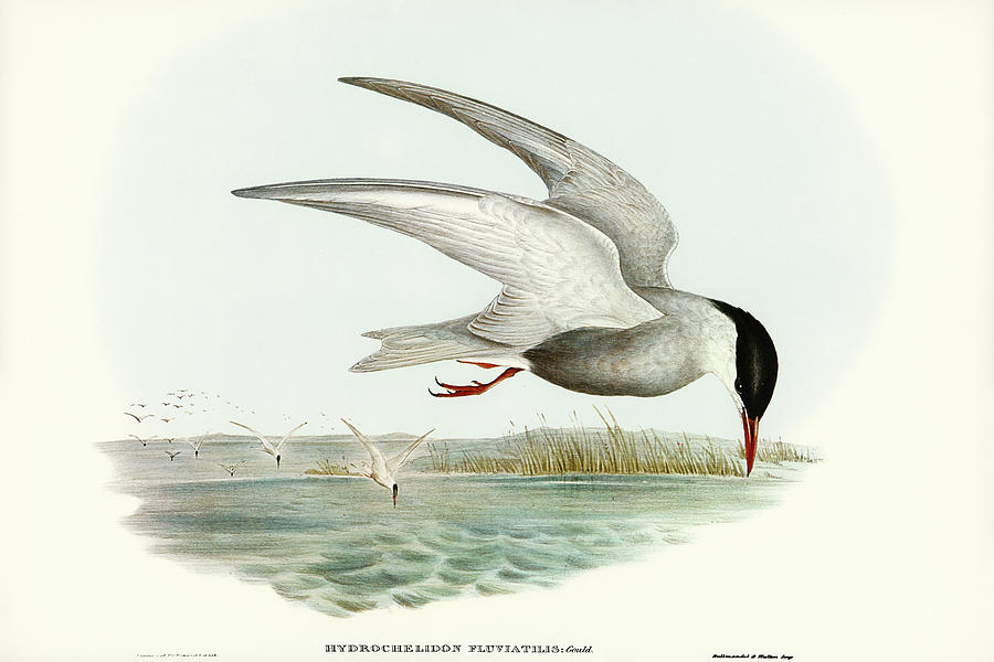 John Gould Drawing - Marsh Tern, Hydrochelidon fluviatilis by John Gould