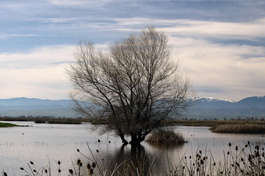 Marsh Tree Photograph by Frank Wilson