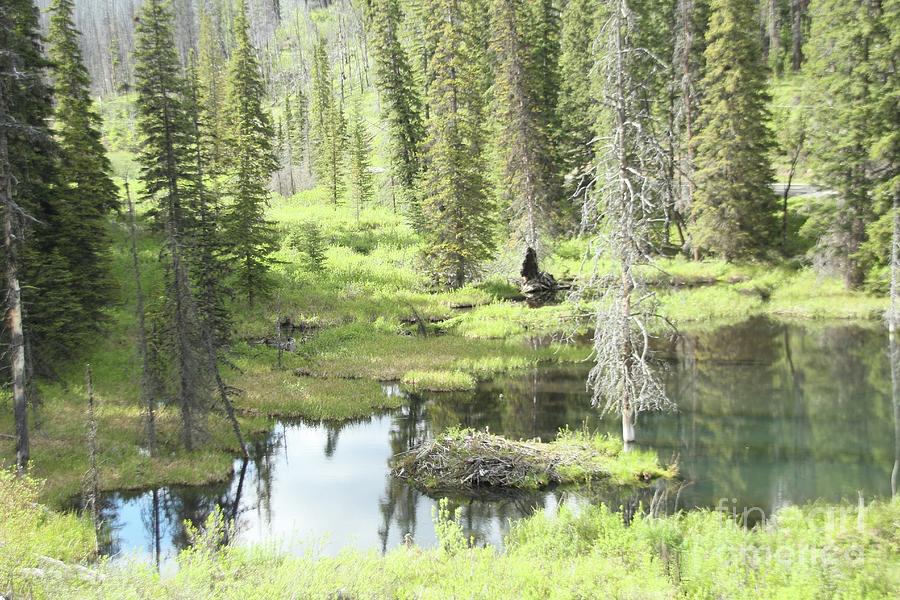 Marsh Photograph - Marsh View by Roland Stanke Marsh Photograph - Marsh View by Roland Stanke