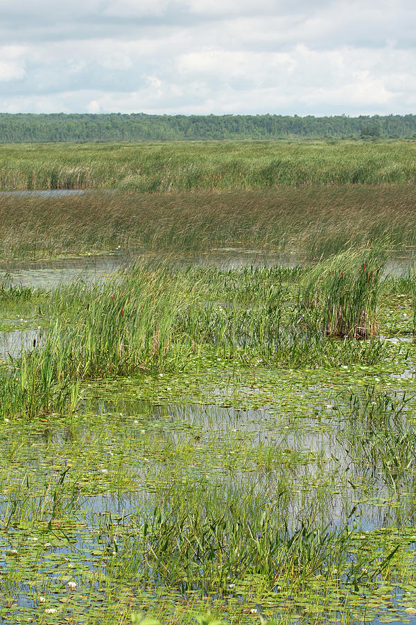 Marsh Wetlands Photograph by James Canning