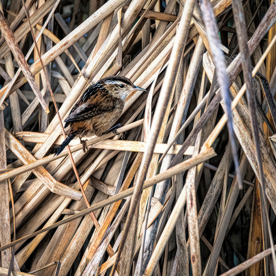 Marsh Wren in the Dry Reeds Photograph by Debra Martz