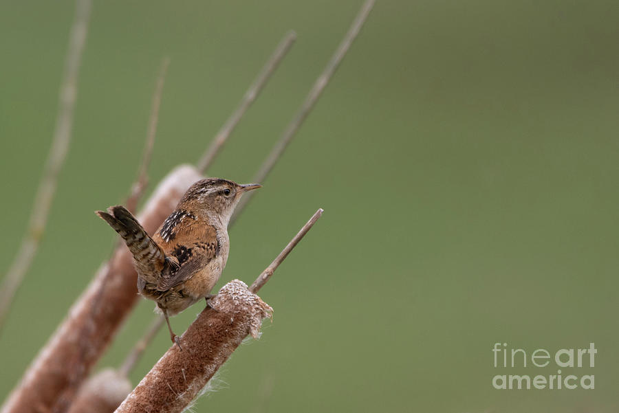 Spring Photograph - Marsh Wren Looks over Wetland from Cattail Perch #1 by Nancy Gleason