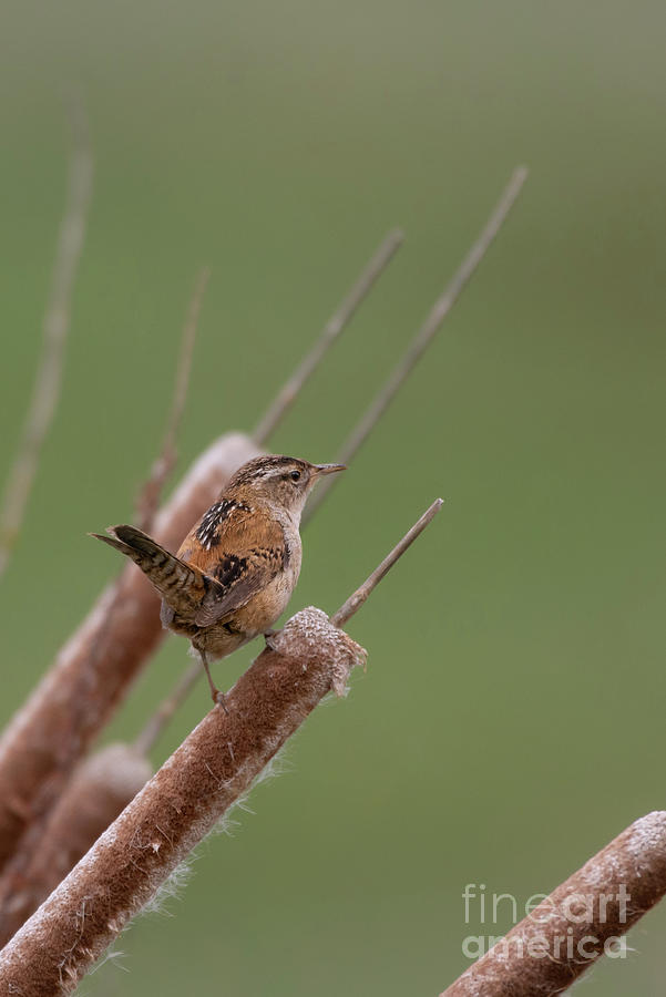 Spring Photograph - Marsh Wren Looks over Wetland from Cattail Perch #2 by Nancy Gleason