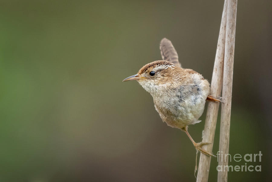 Spring Photograph - Marsh Wren Perches on Reeds #2 by Nancy Gleason