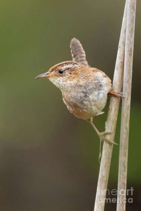 Spring Photograph - Marsh Wren Perches on Reeds #3 by Nancy Gleason