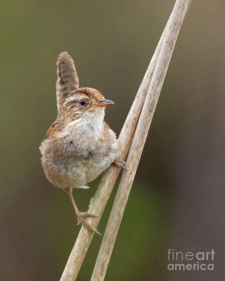 Spring Photograph - Marsh Wren Perches on Reeds #4 by Nancy Gleason