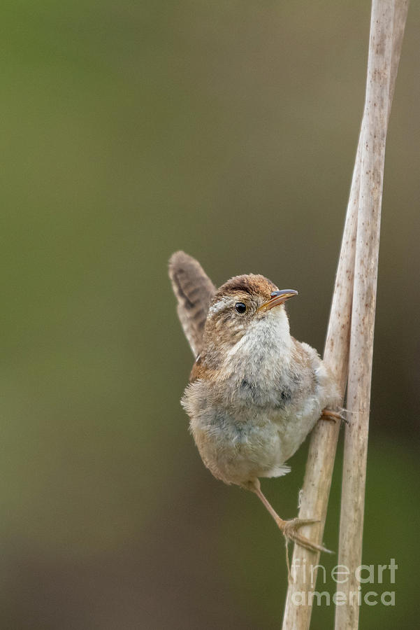 Spring Photograph - Marsh Wren Perches on Reeds #5 by Nancy Gleason