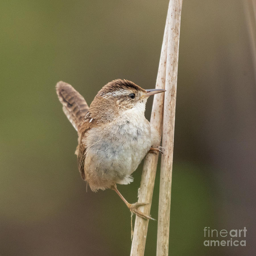 Spring Photograph - Marsh Wren Perches on Reeds #6 by Nancy Gleason