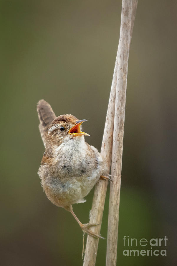 Spring Photograph - Marsh Wren Sings from its Perch in the Reeds by Nancy Gleason