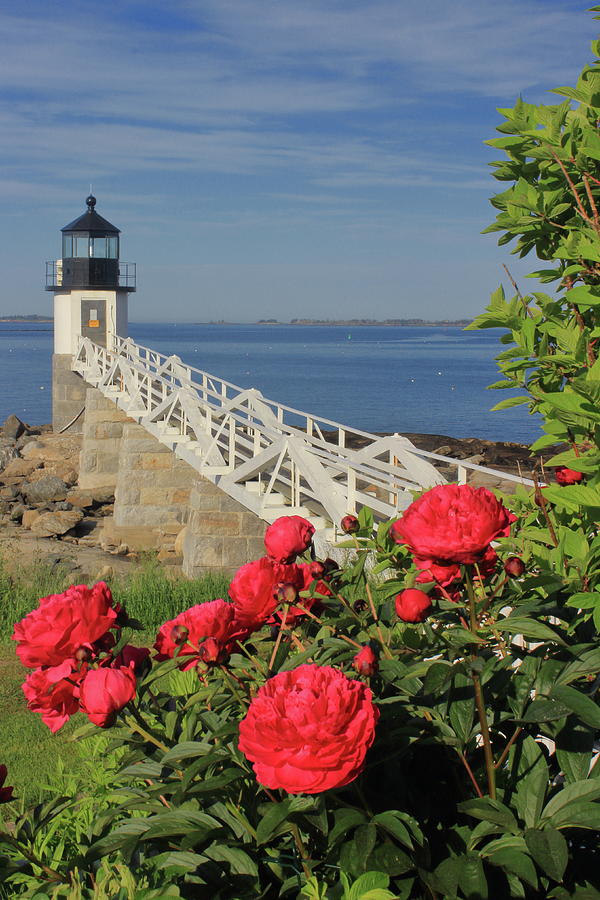 Marshall Point Lighthouse Roses Photograph