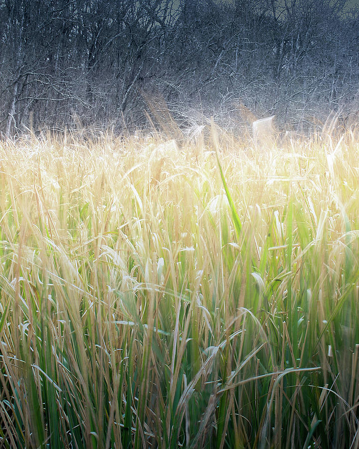 Marshland Morning Photograph by Gerard Harrison