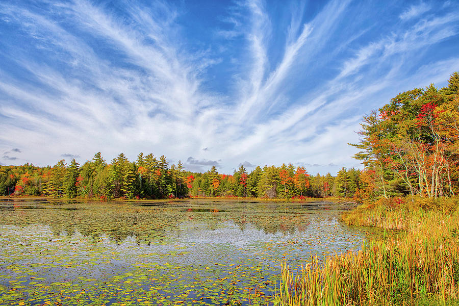 Marshlife New Hampshire Lakes Region Photograph by Juergen Roth