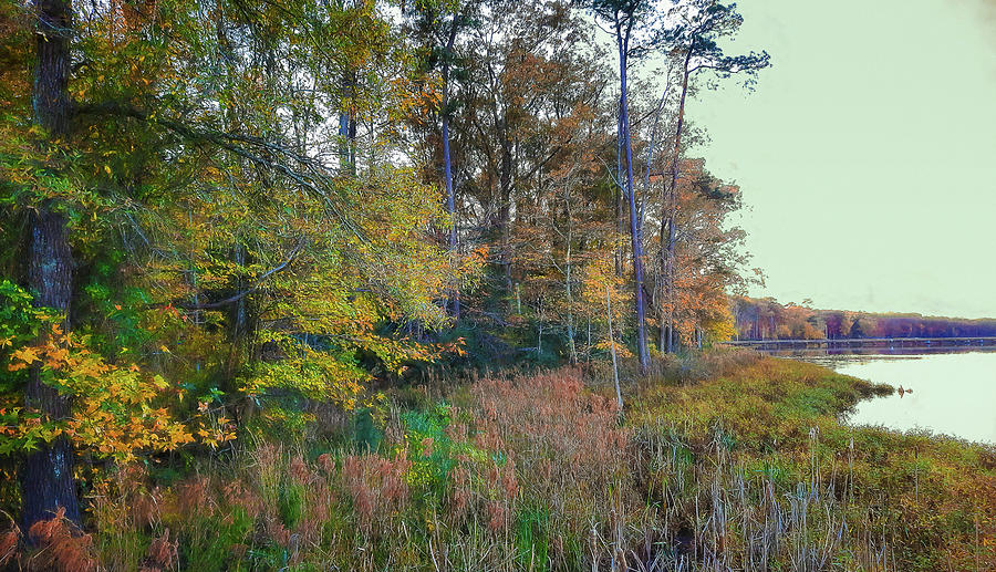 Marshy  Autumn in Newport News Park  Photograph by Ola Allen