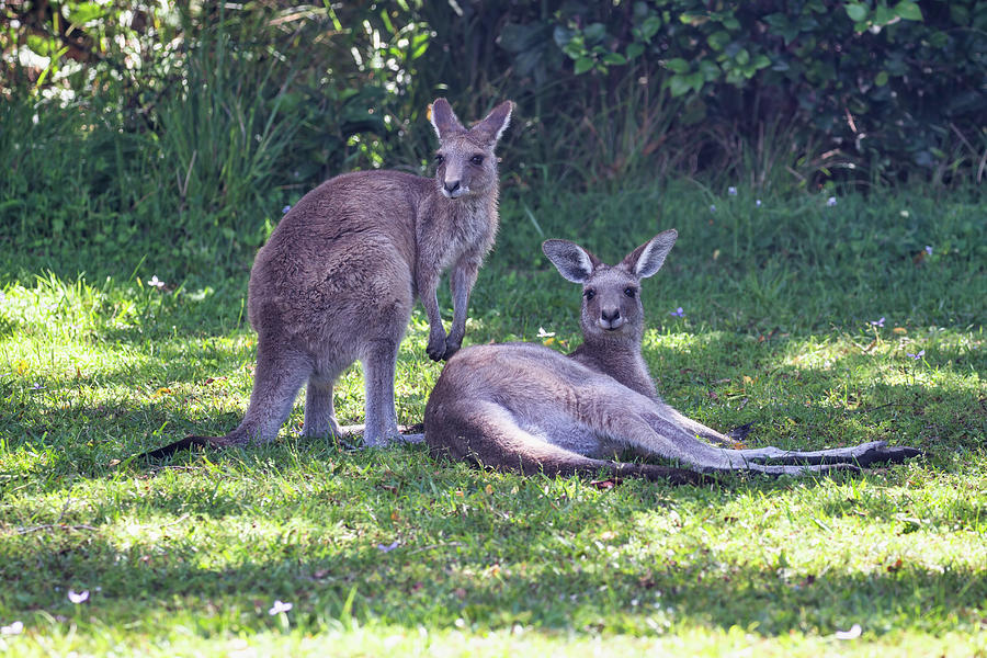Kangaroo Photograph - Marsupial Siesta by John Haldane