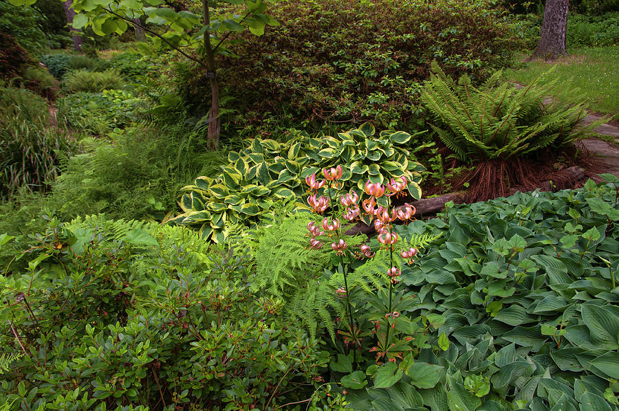 Martagon Lilium Fairy Morning in Woody Garden Photograph by Jenny Rainbow