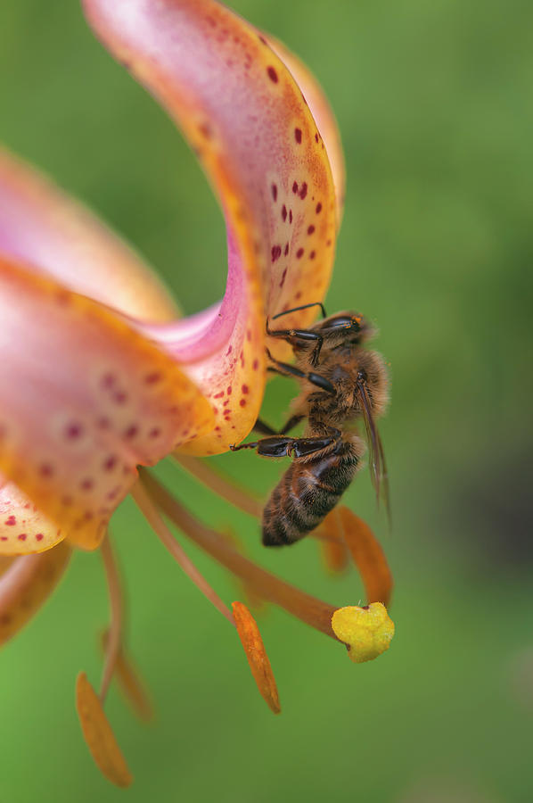 Martagon Lilium Fairy Morning with Pollinating Bee Photograph by Jenny Rainbow