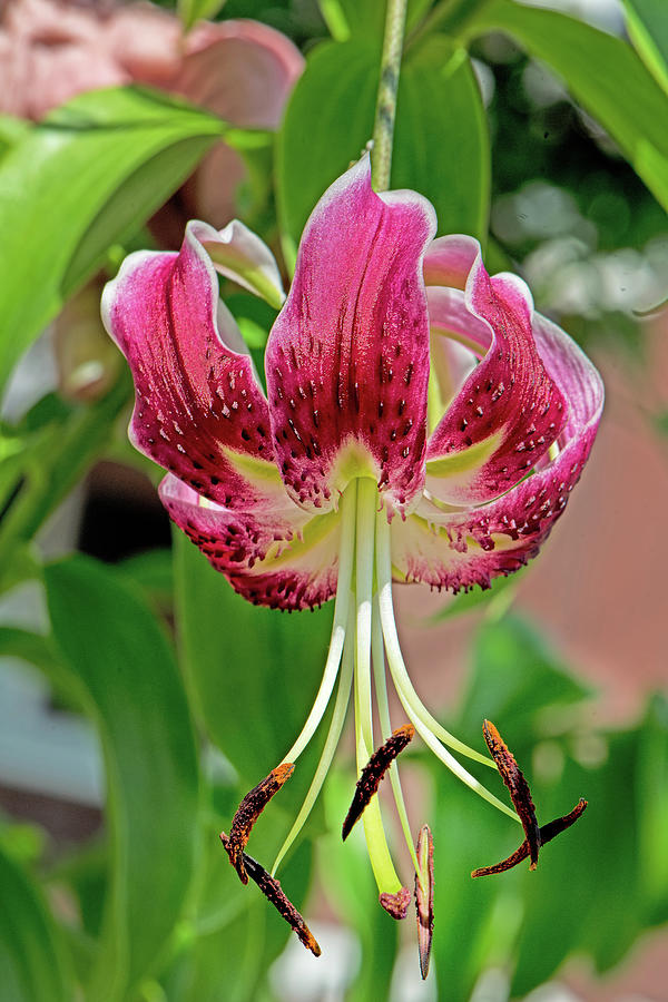 Martagon Lily Photograph by Matthew Lerman - Fine Art America