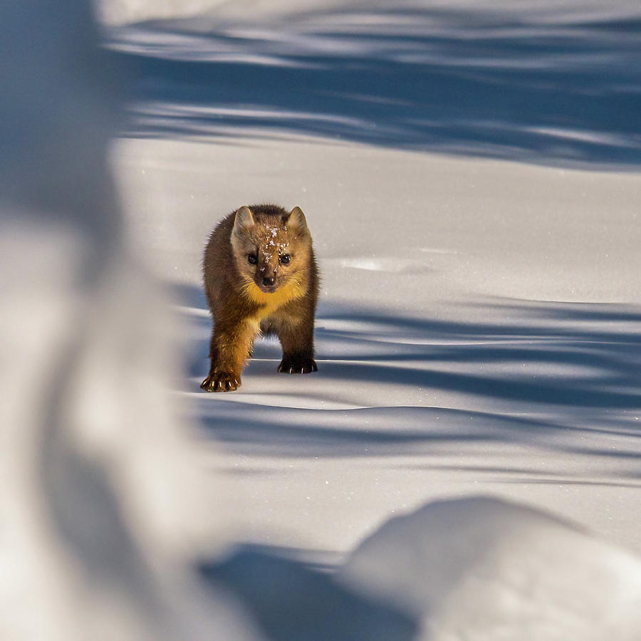 Marten Framed By Snow Photograph by Yeates Photography