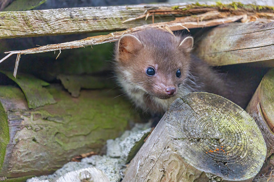 Marten is hiding in an old wooden building. Photograph by Jaroslav ...