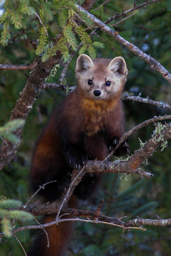 Marten Photograph by Timothy McIntyre