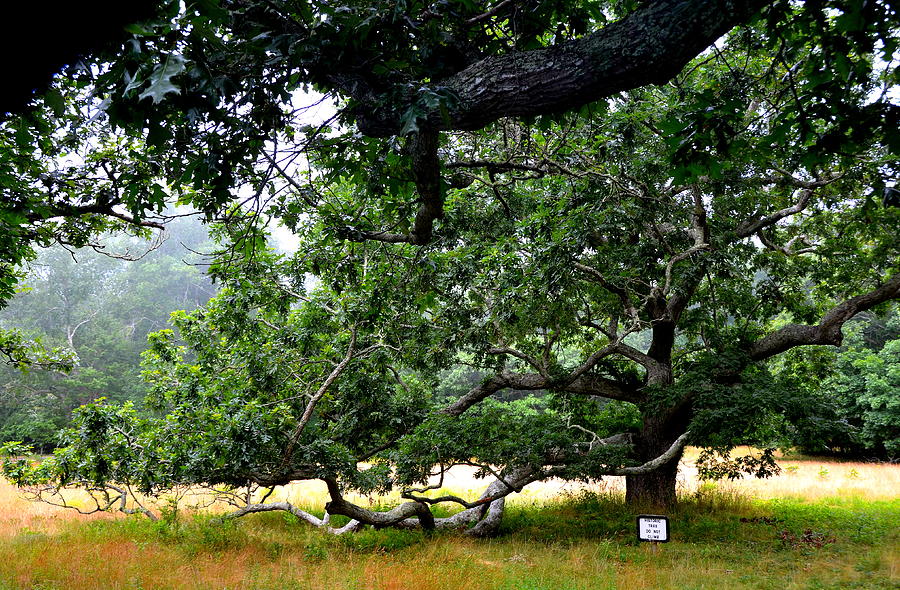 Marthas Vineyard Old Oak Tree Photograph by Carla Parris