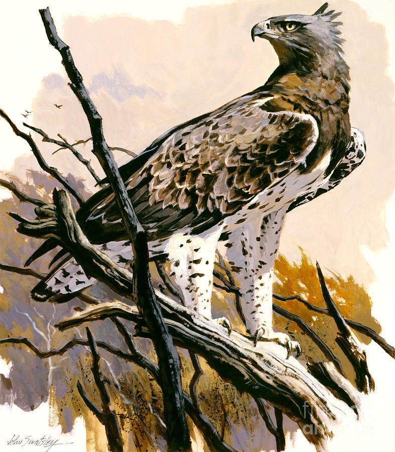 Martial Eagle Painting by John Swatsley
