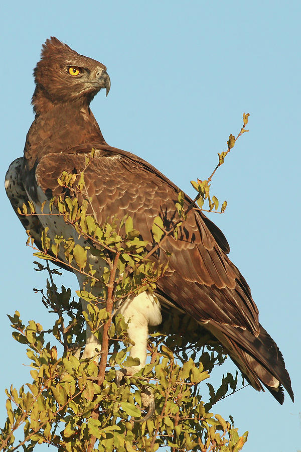 Martial Eagle, Kruger Park Photograph by MaryJane Sesto