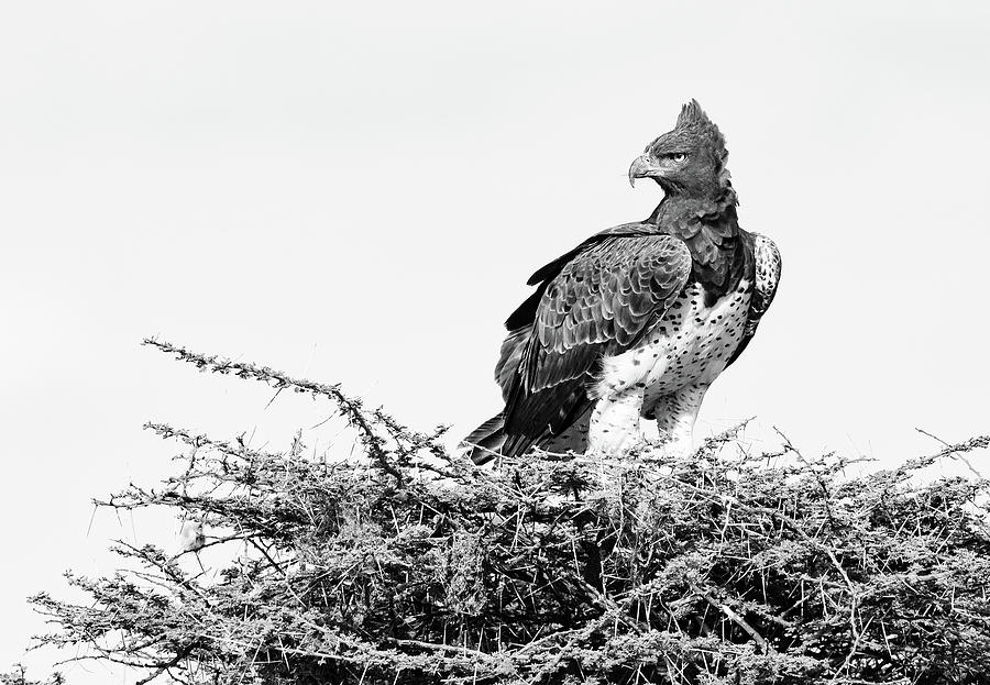 Martial Eagle Photograph by Max Waugh