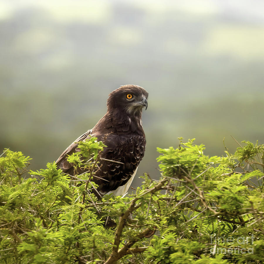 Martial eagle, polemaetus bellicosus, perched in the thorny bran Photograph by Jane Rix
