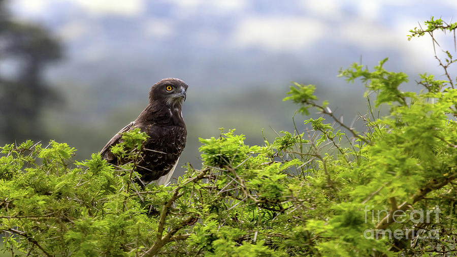 Martial eagle, polemaetus bellicosus, perched in the thorny branches of an acacia tree in Queen Elizabeth National Park, Uganda. Soft foliage background with space for text. Photograph by Jane Rix