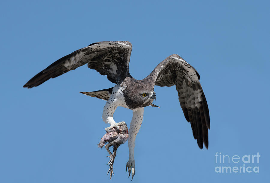 Animal Photograph - Martial Eagle with prey by Tony Camacho