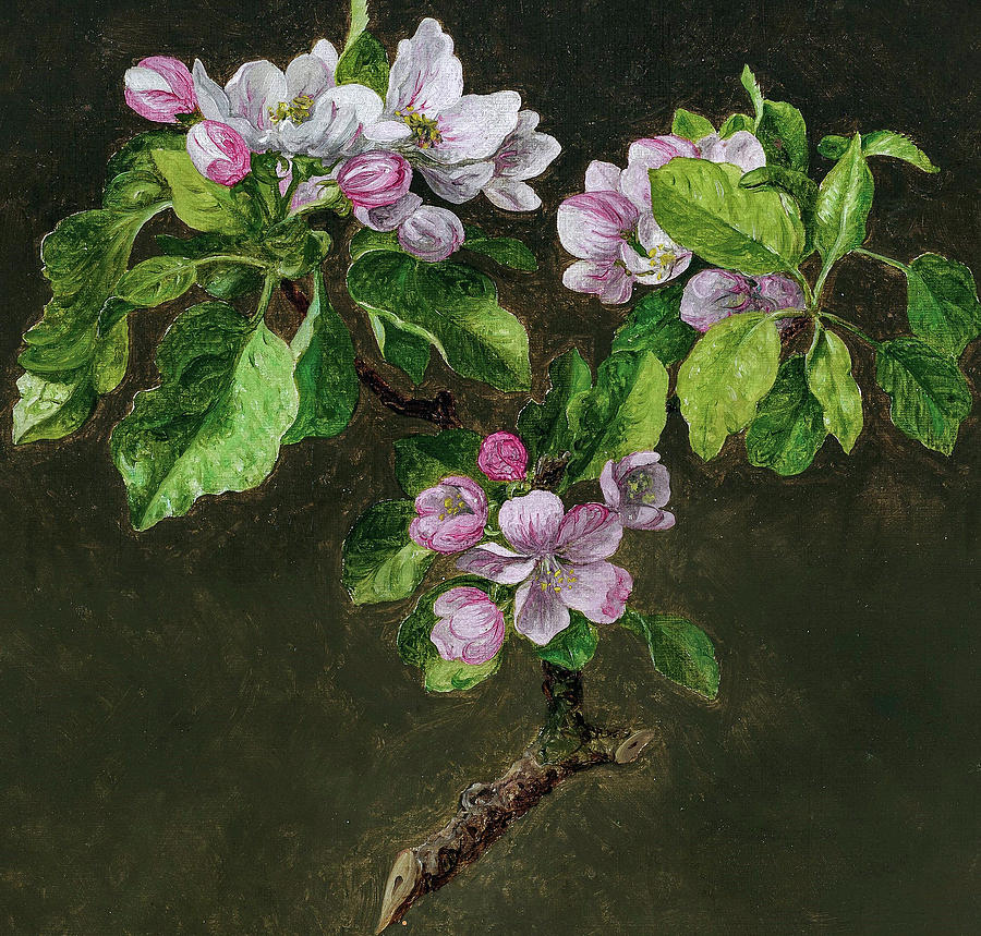 Martin Johnson Heade Branch Of Apple Blossoms Digital Art By Celestial